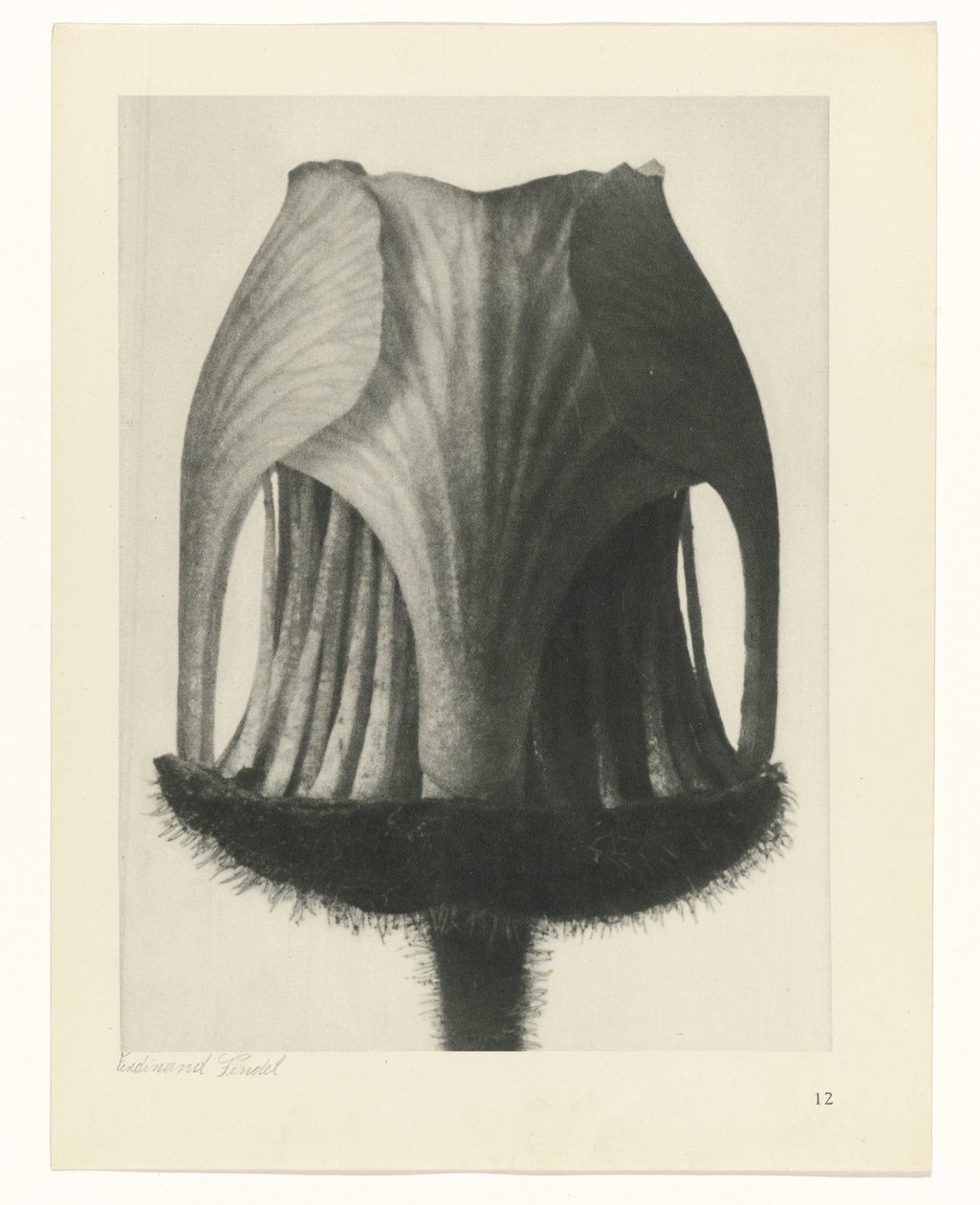 Plantstudie (Urformen der Kunst) door Karl Blossfeldt