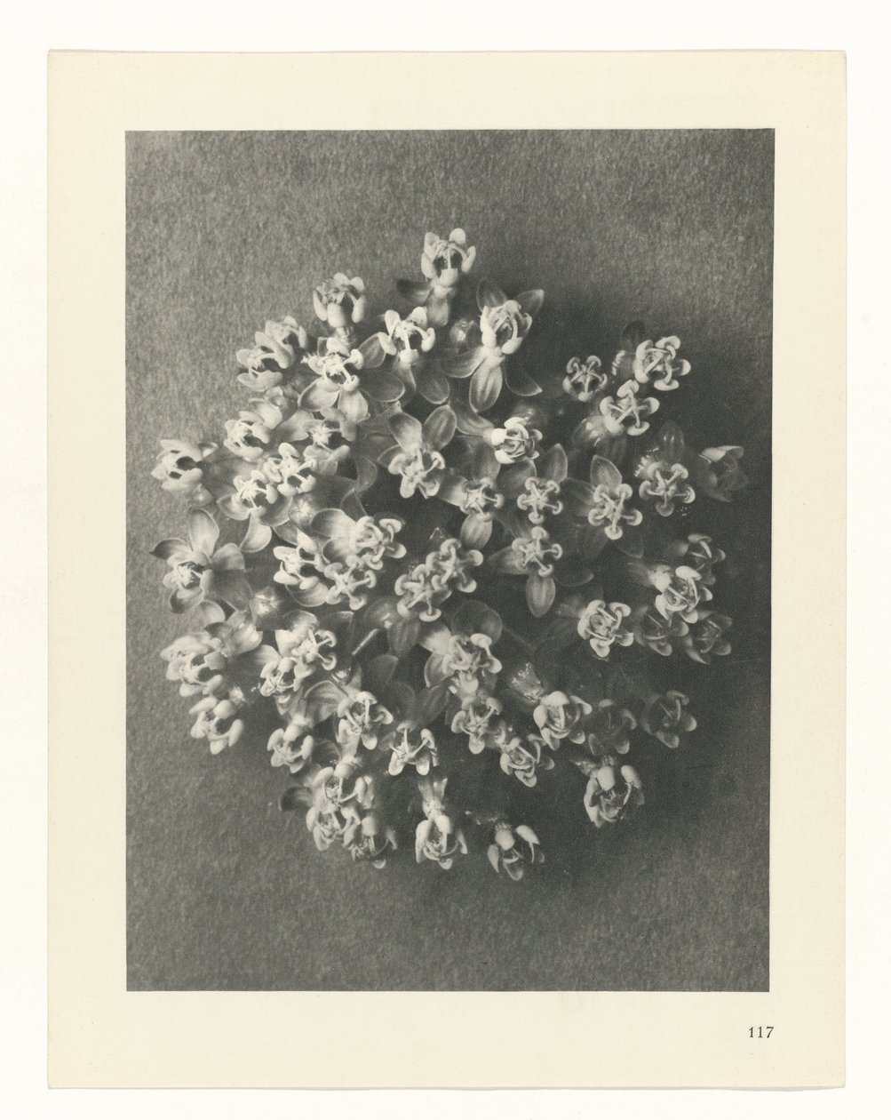 Plantstudie (Urformen der Kunst) door Karl Blossfeldt
