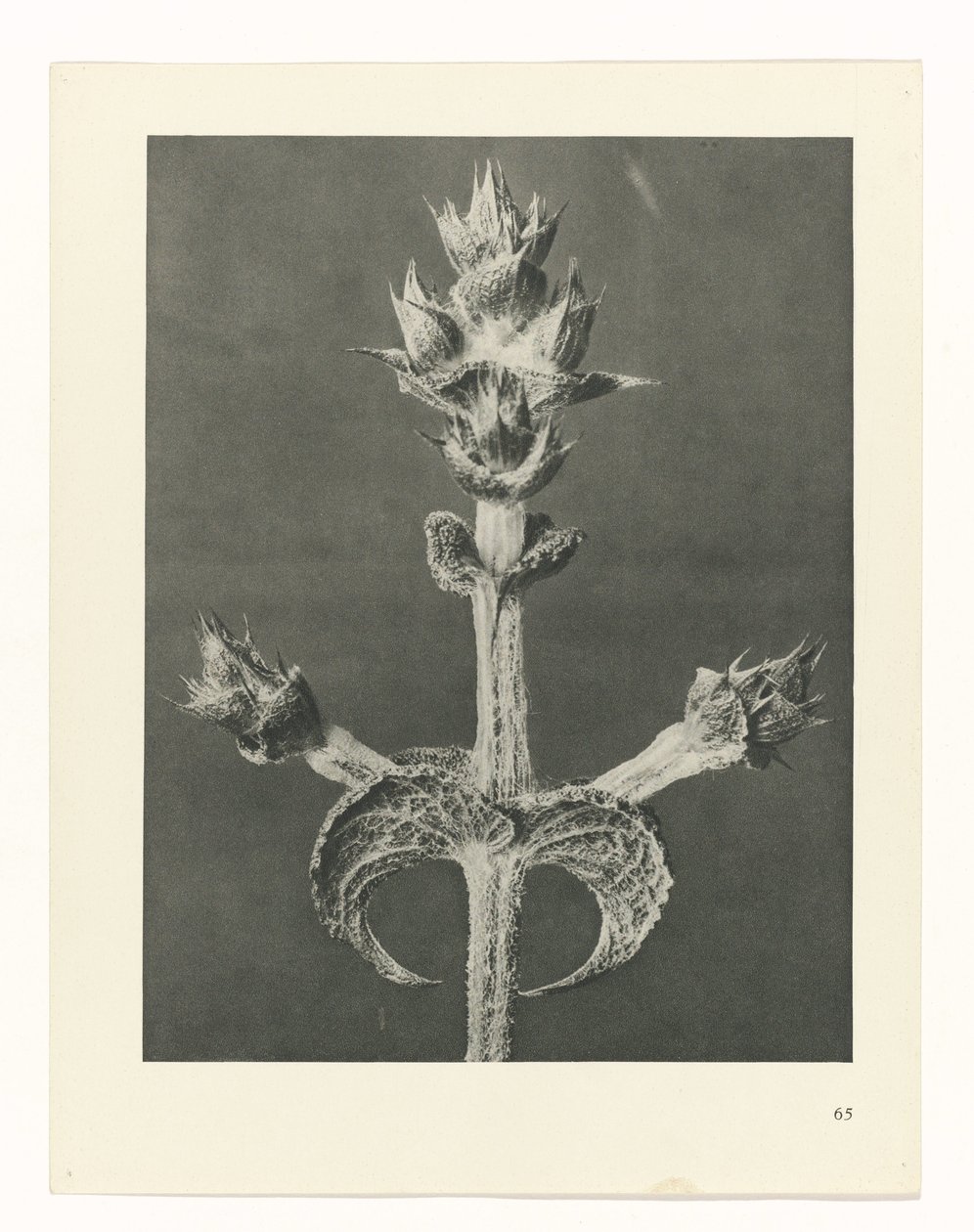 Plantstudie (Urformen der Kunst) door Karl Blossfeldt