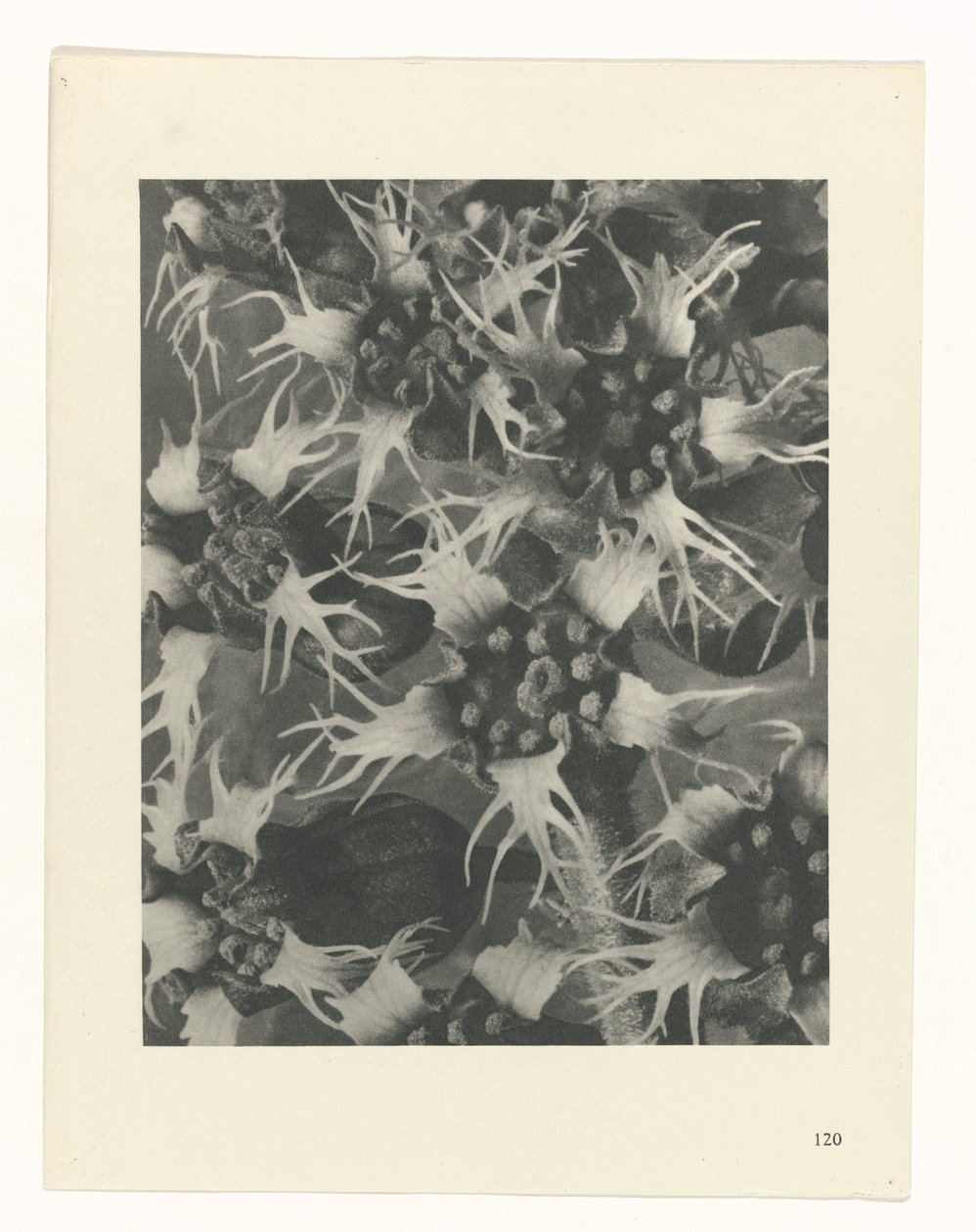 Plantstudie (Urformen der Kunst) door Karl Blossfeldt