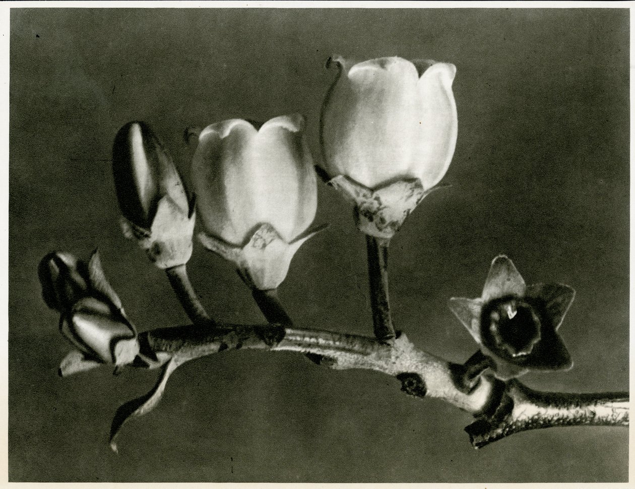 Vaccinium Corymbosum, 1929 door Karl Blossfeldt