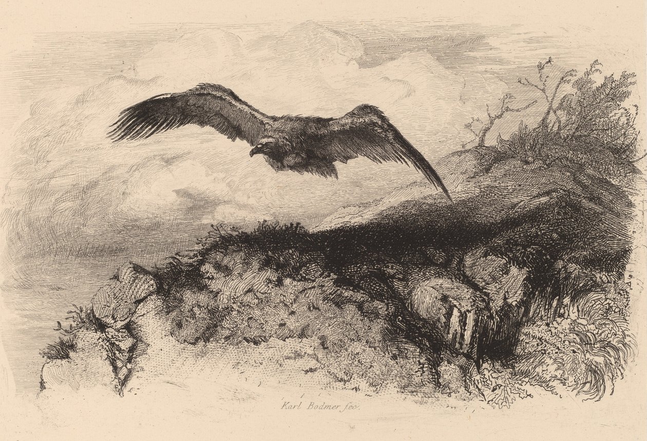 Adelaar in vlucht door Karl Bodmer