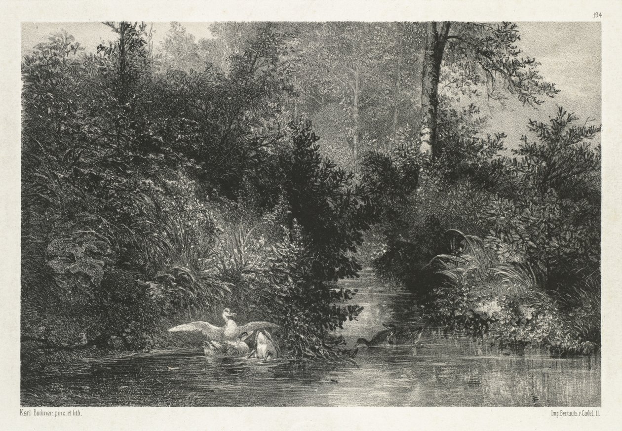 Eenden door Karl Bodmer