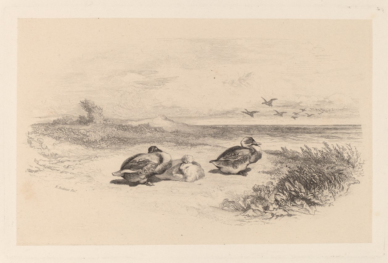 Wilde Eenden door Karl Bodmer