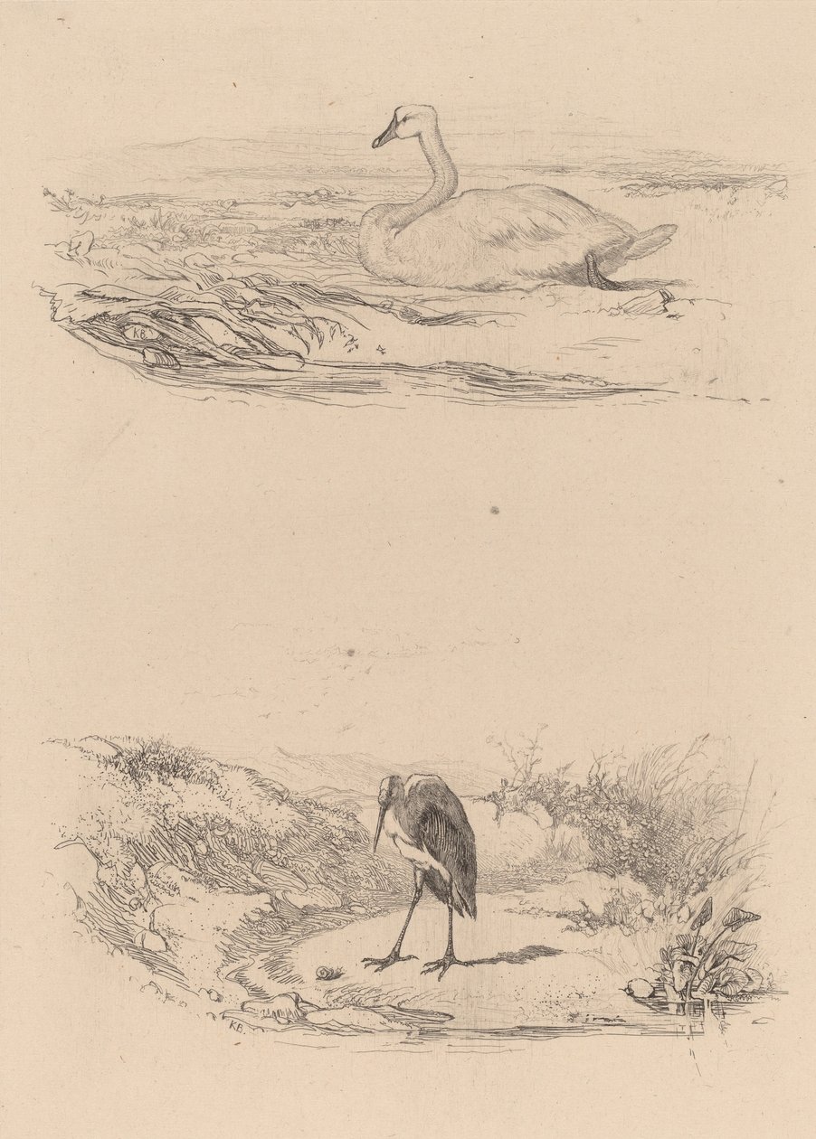 Zwaan, reiger door Karl Bodmer