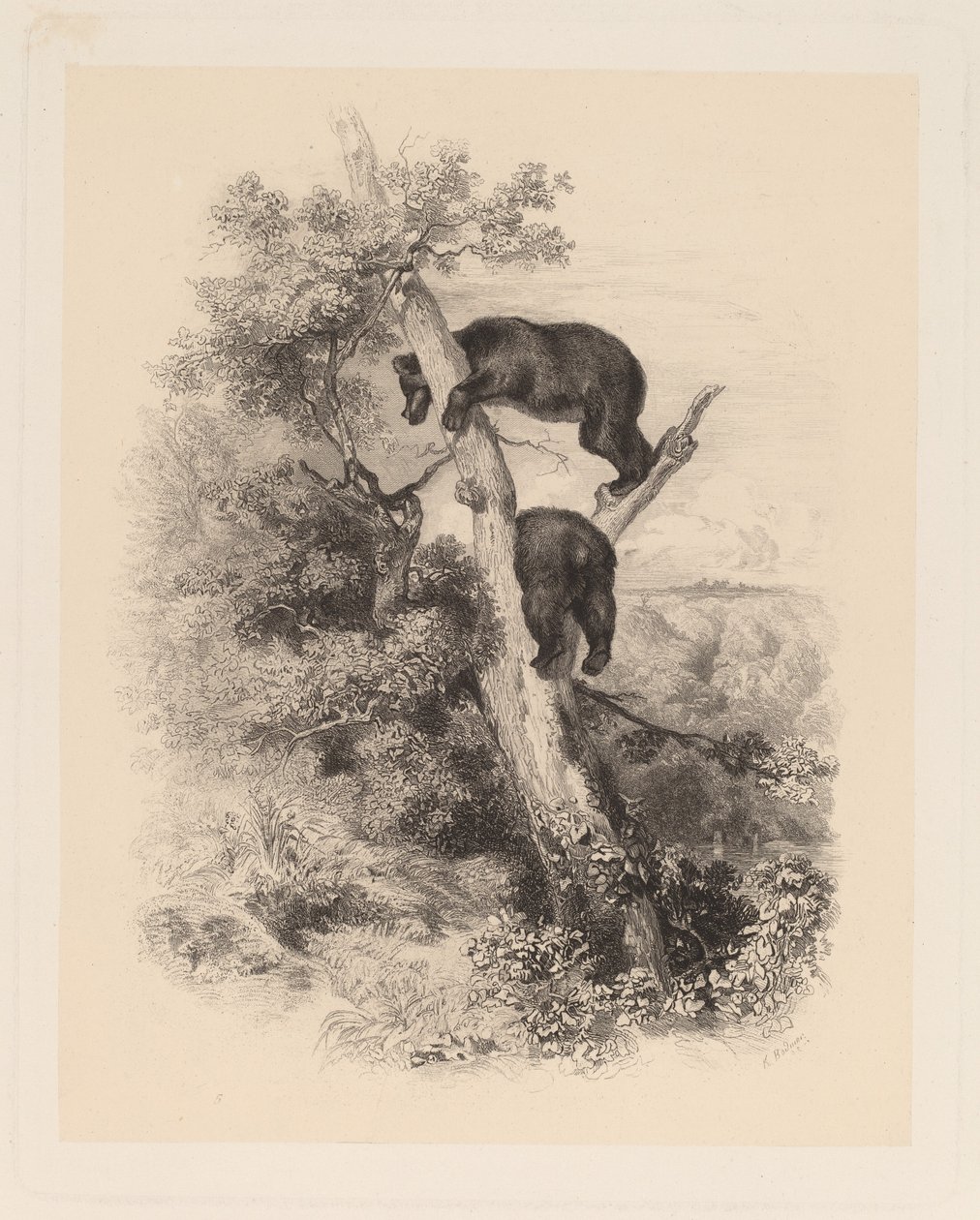 Twee beren door Karl Bodmer