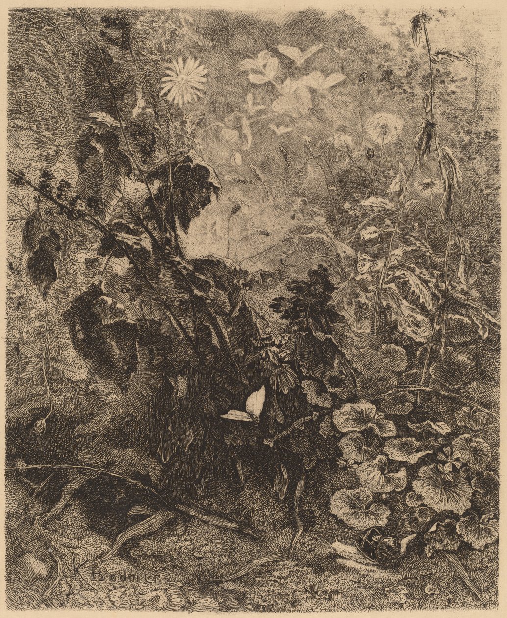 Slakken en vlinders door Karl Bodmer