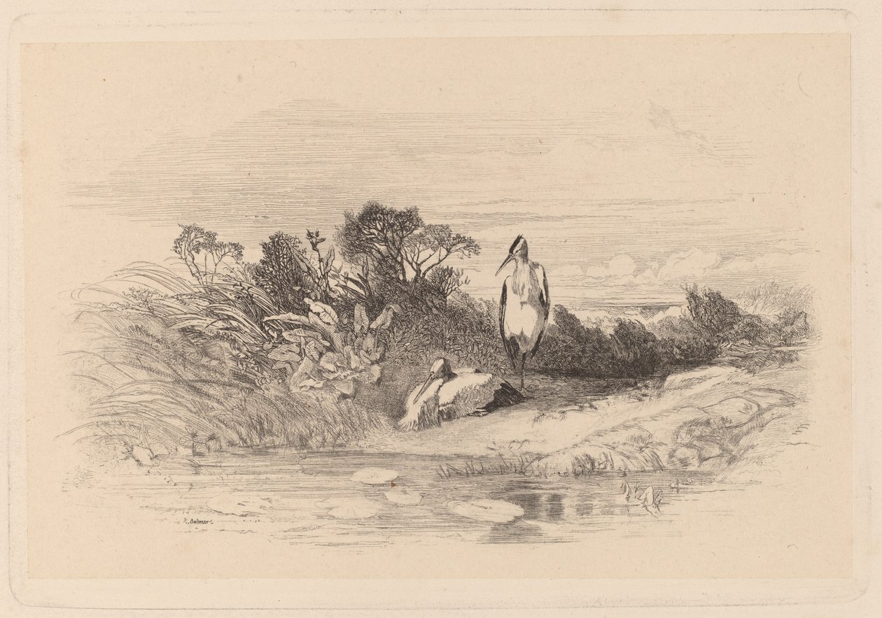 Reigers door Karl Bodmer