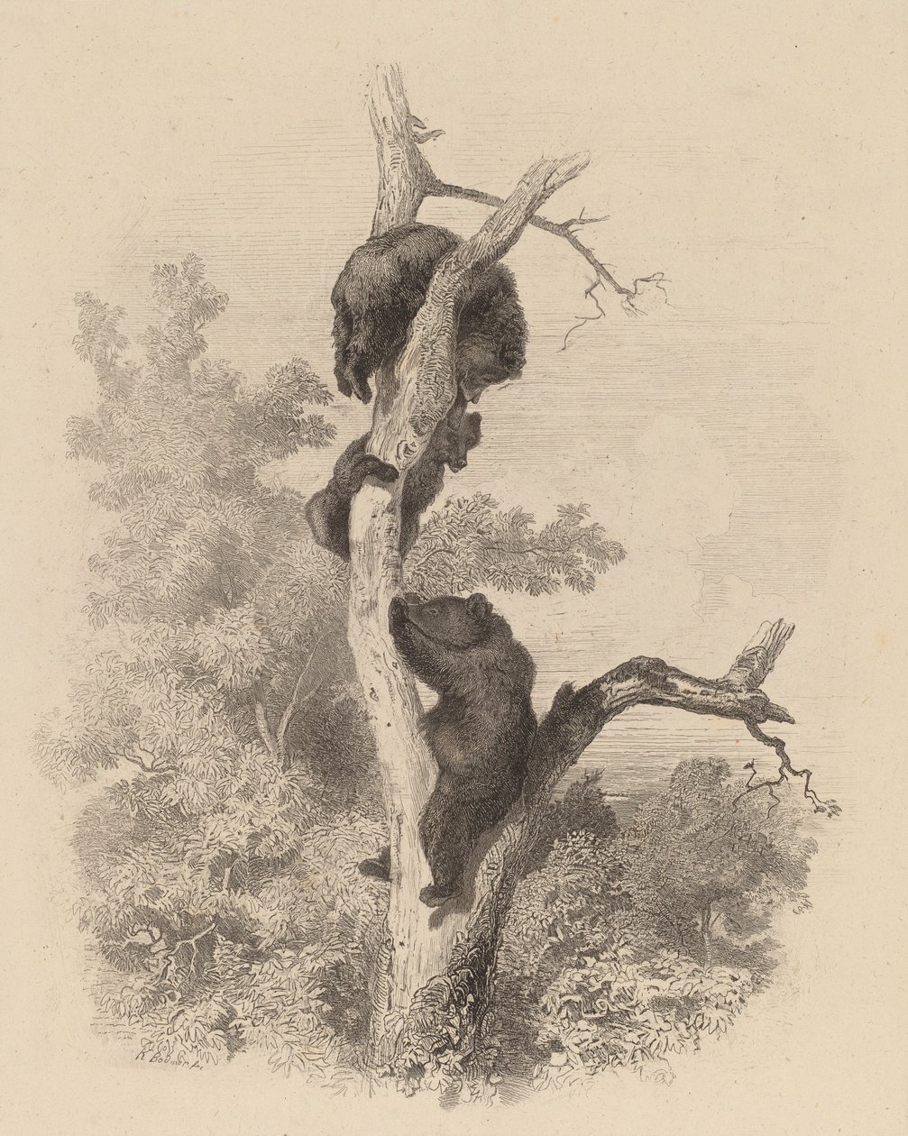 Les Ours, 18581874 door Karl Bodmer