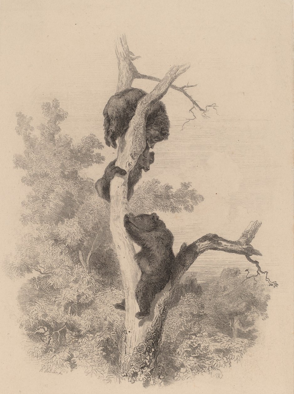 De beren door Karl Bodmer
