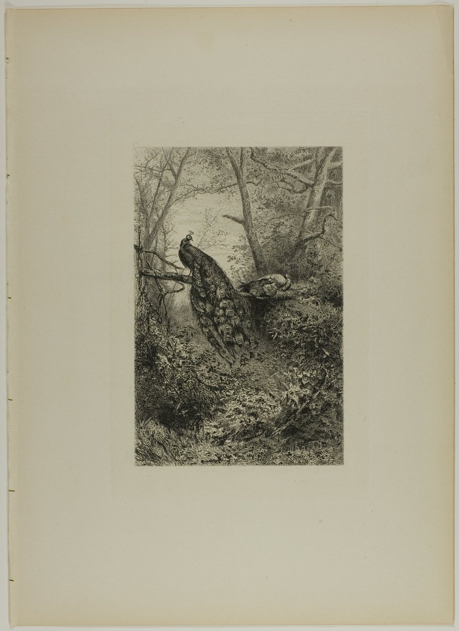 Pauwen op een tak door Karl Bodmer