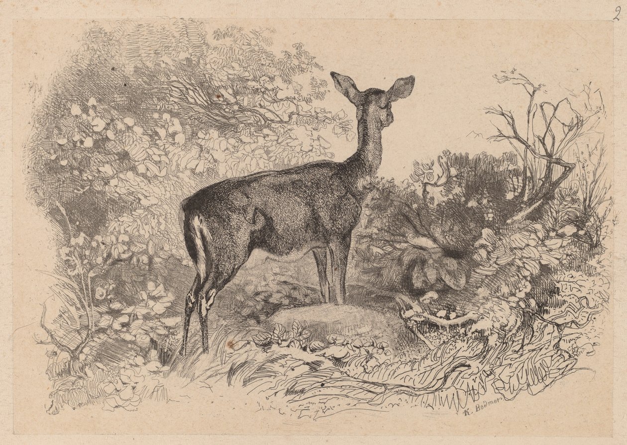 Een Hert door Karl Bodmer
