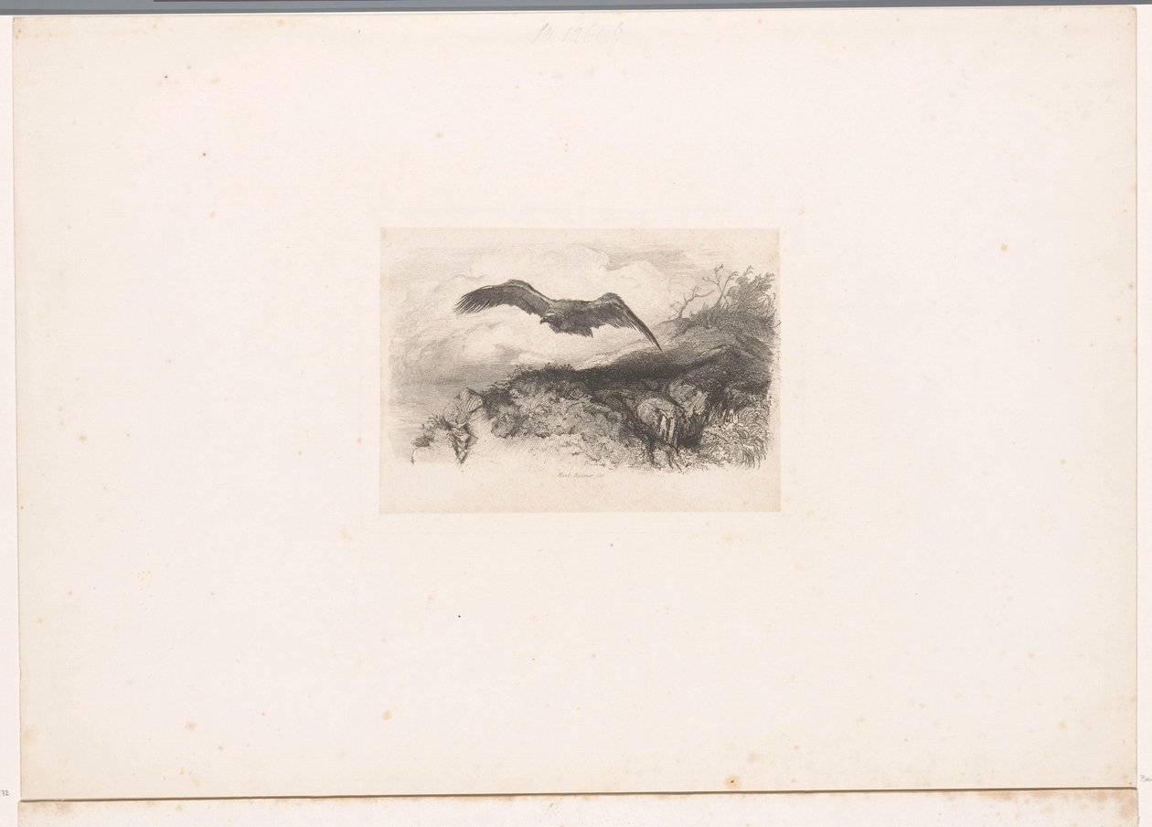 Vliegende arend door Karl Bodmer