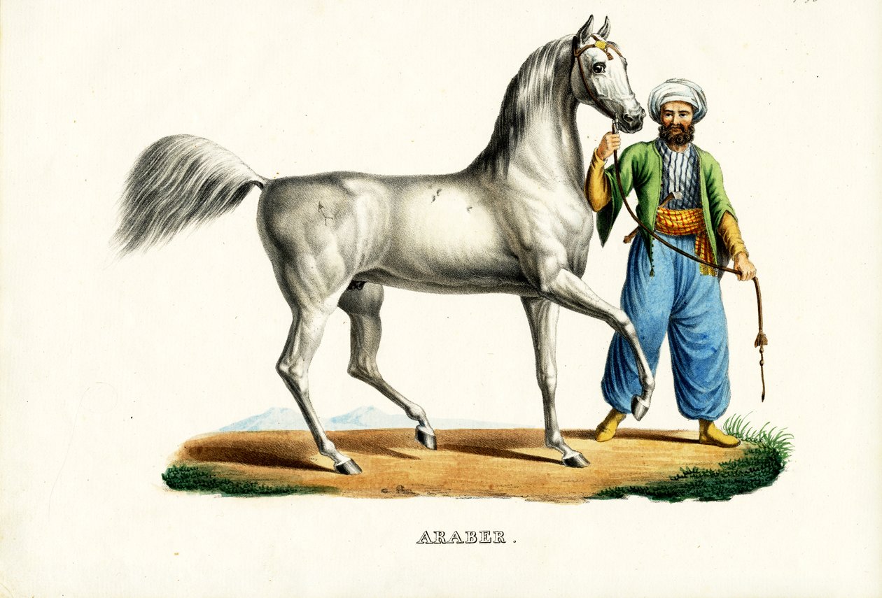 Arabisch Paard, 1824 door Karl Joseph Brodtmann