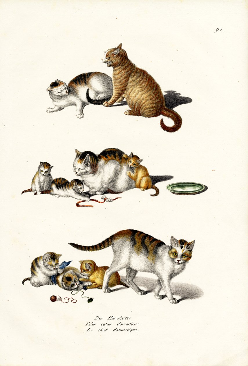 Huiskatten, 1824 door Karl Joseph Brodtmann