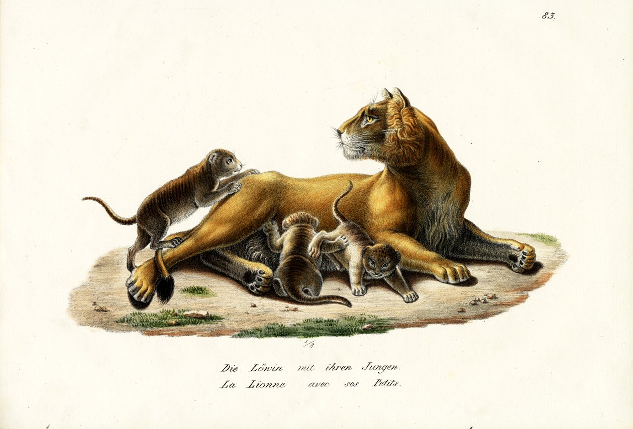 Leeuwin Met Welpen, 1824 door Karl Joseph Brodtmann