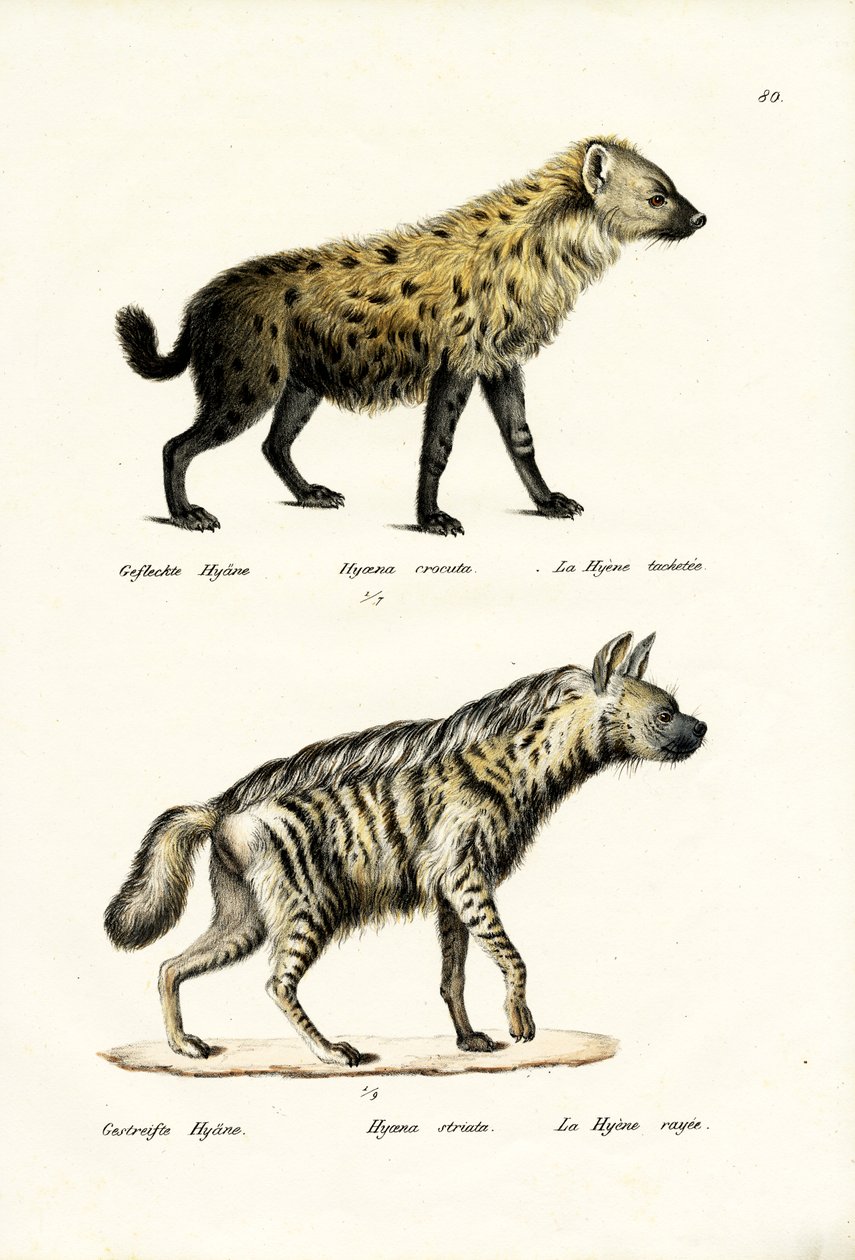 Gevlekte Hyena, 1824 door Karl Joseph Brodtmann