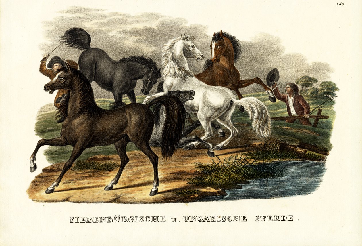 Transsylvanische en Hongaarse paarden, 1824 door Karl Joseph Brodtmann