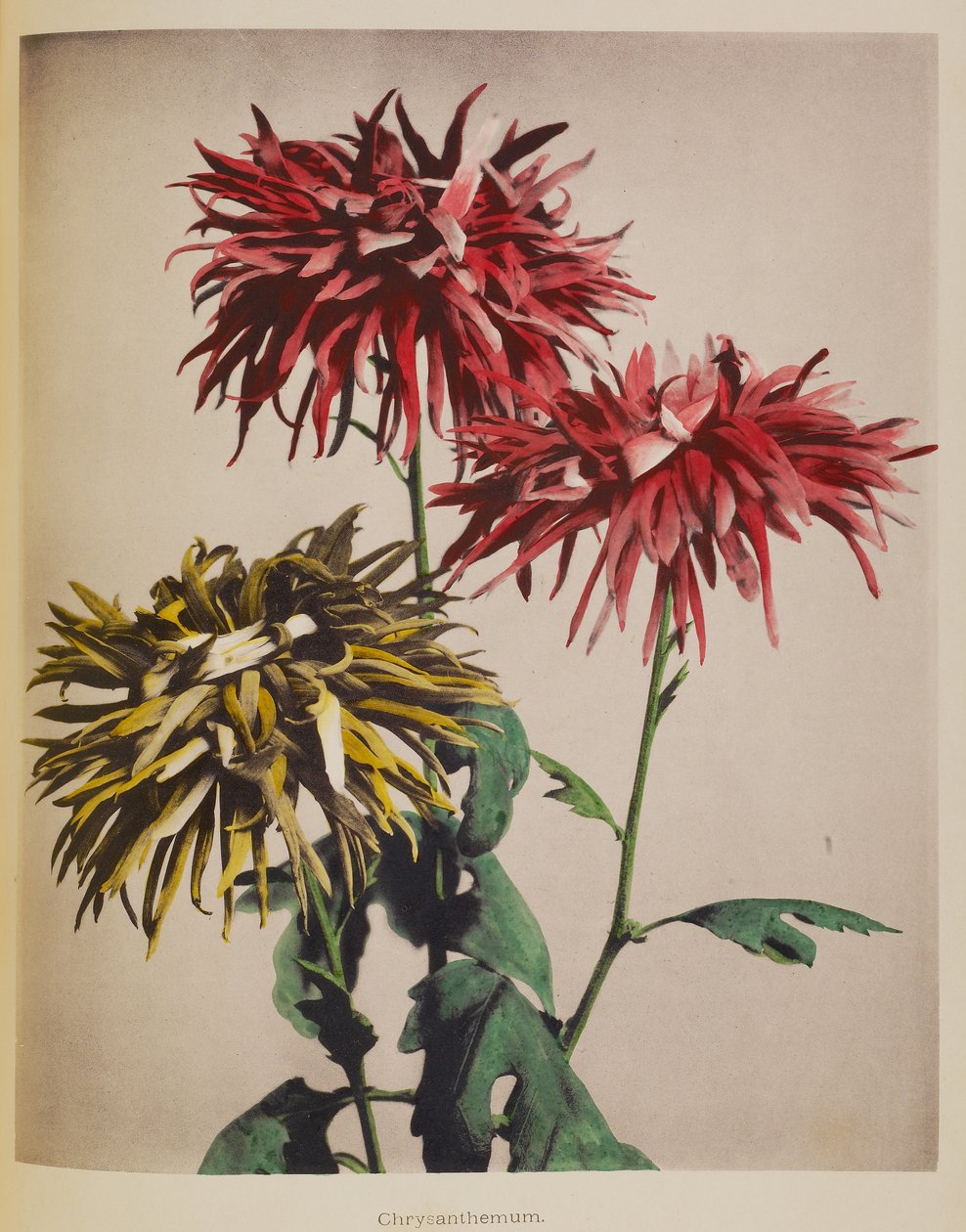 Chrysant door Kazumasa Ogawa