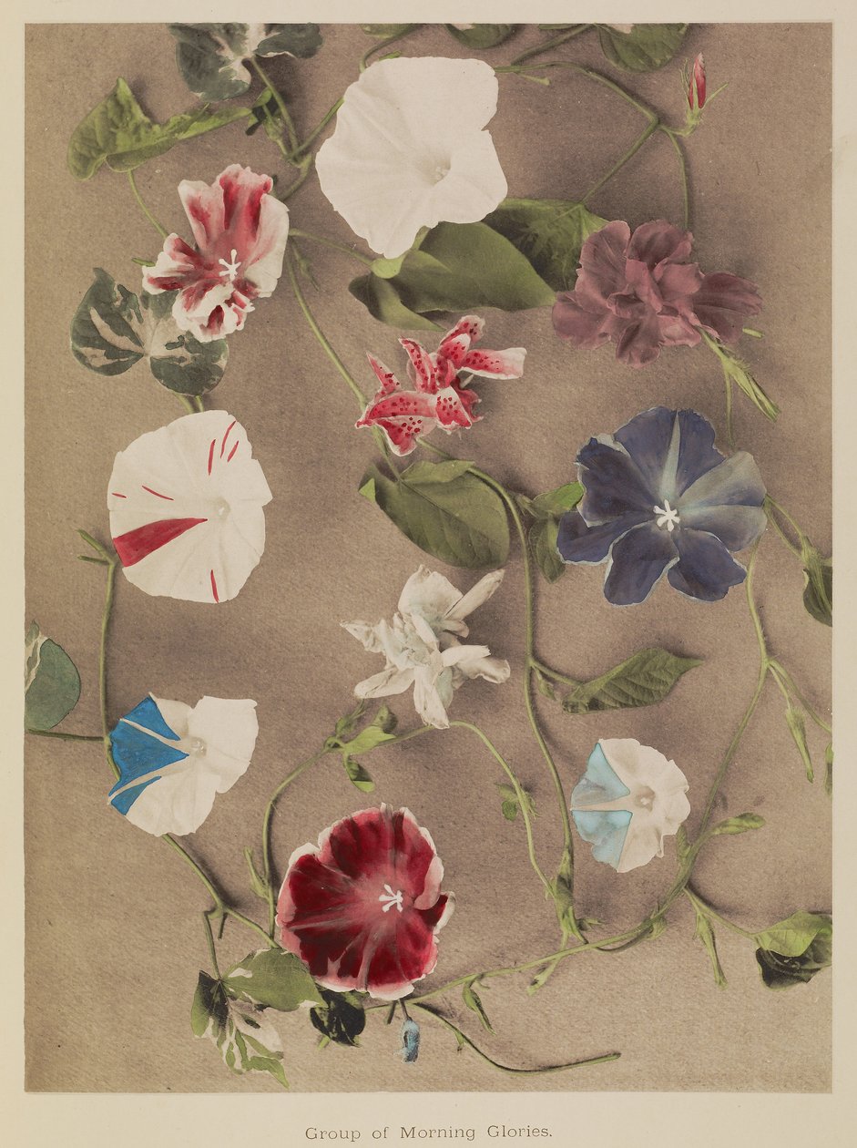 Groep van Morning Glories door Kazumasa Ogawa