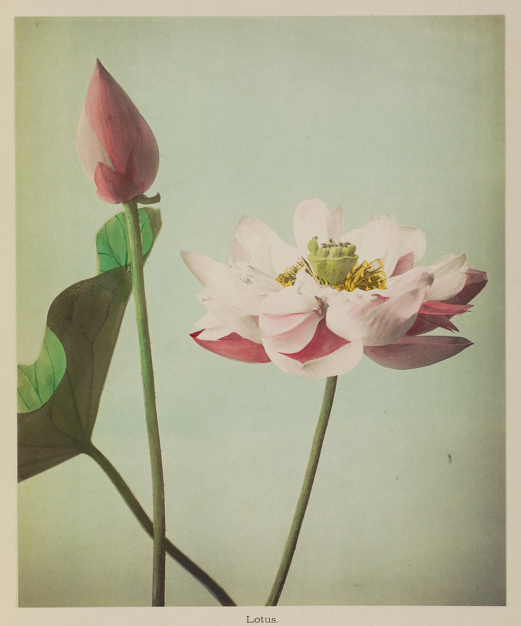 Lotus door Kazumasa Ogawa