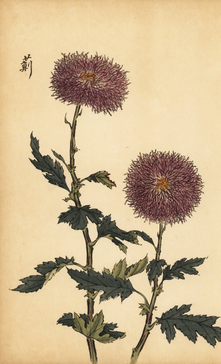 Hybride paarse chrysant door Keika Hasegawa