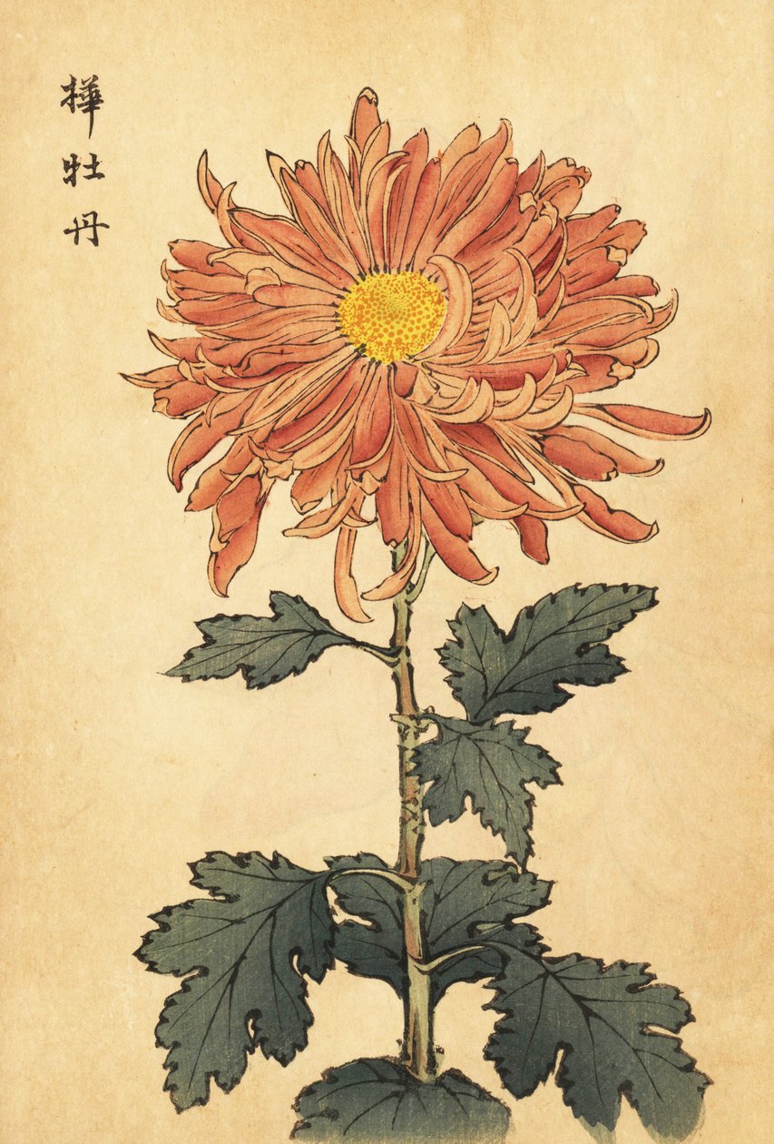 Hybride zalmroze chrysant door Keika Hasegawa