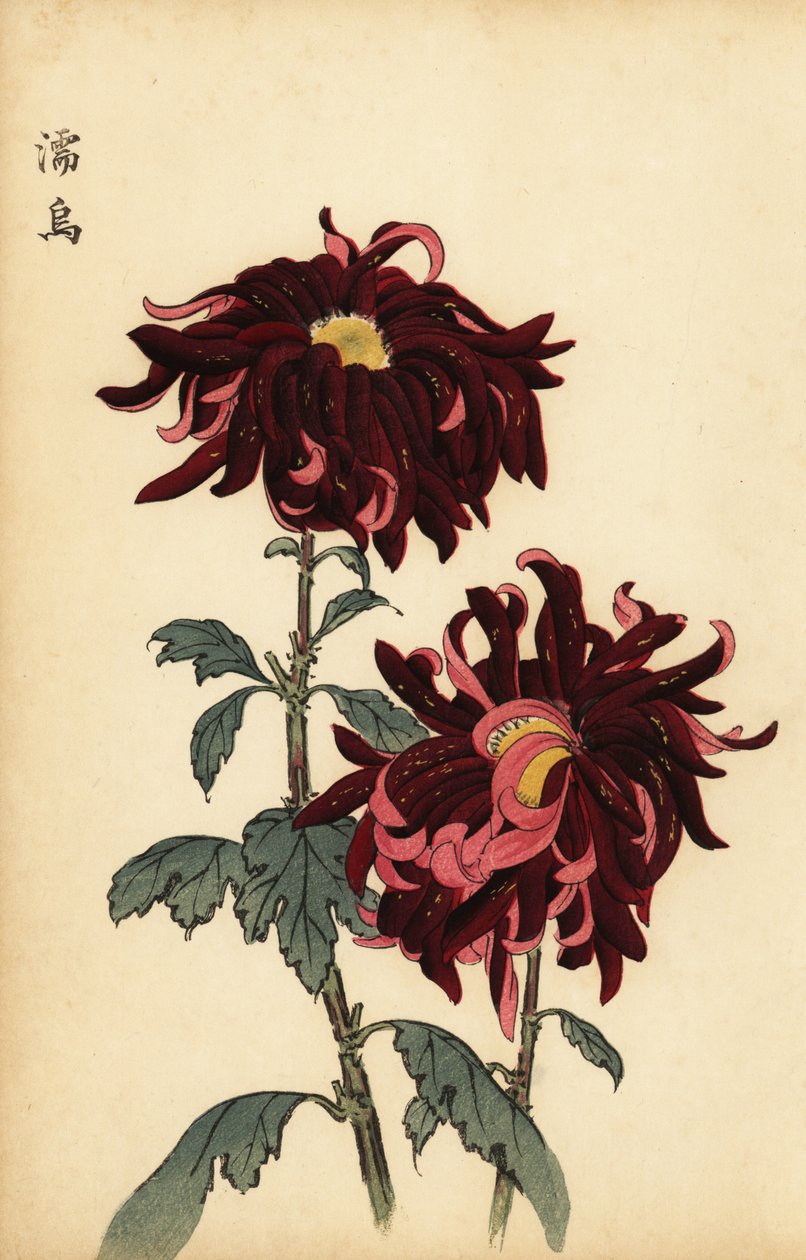 Hybride bonte karmozijnrode en roze chrysant door Keika Hasegawa
