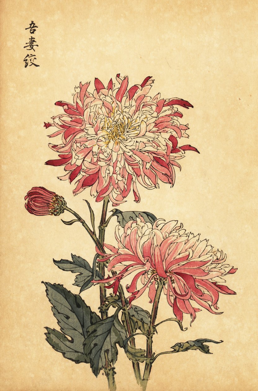 Hybride bonte witte en roze chrysant door Keika Hasegawa