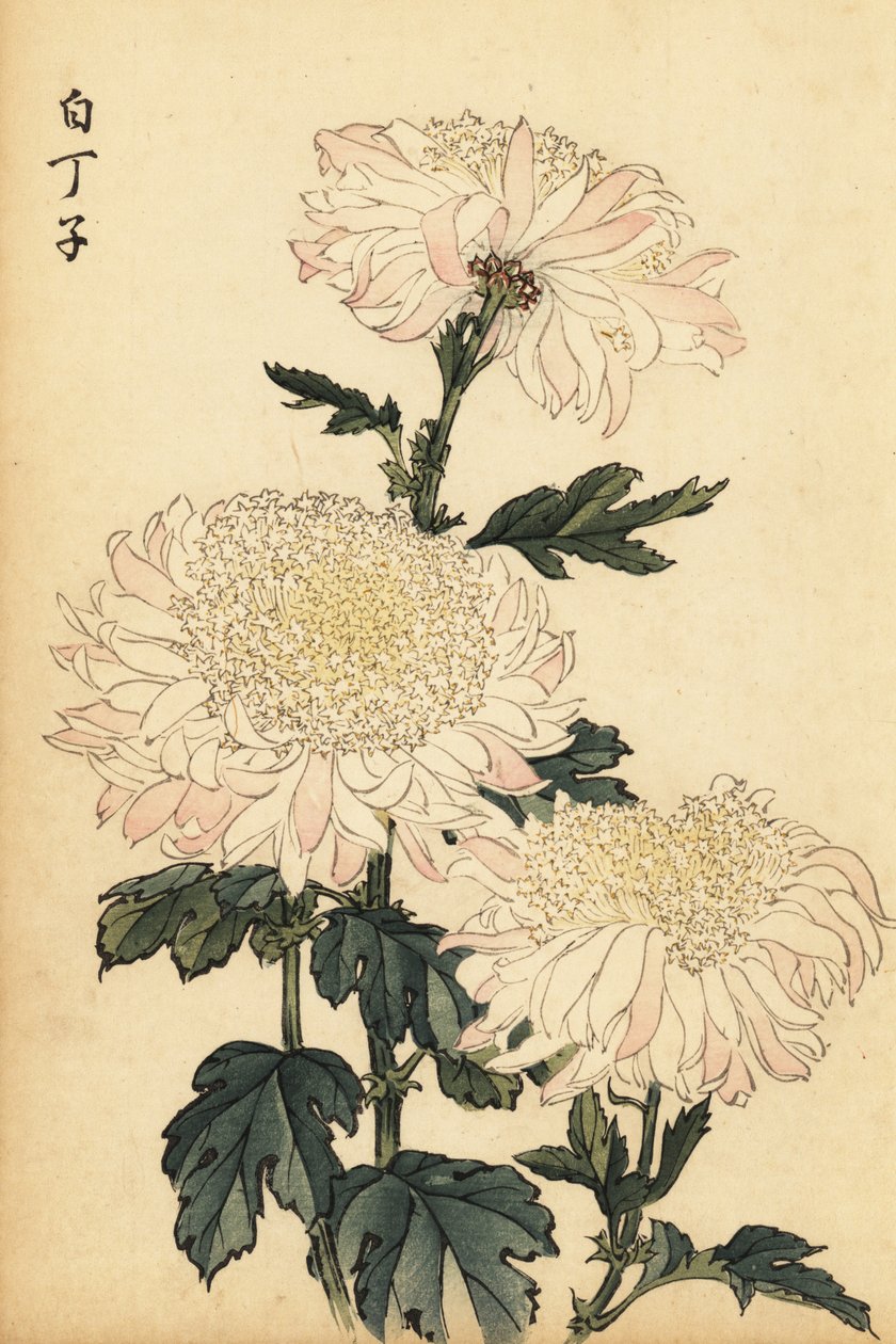 Hybride witte en roze chrysant door Keika Hasegawa