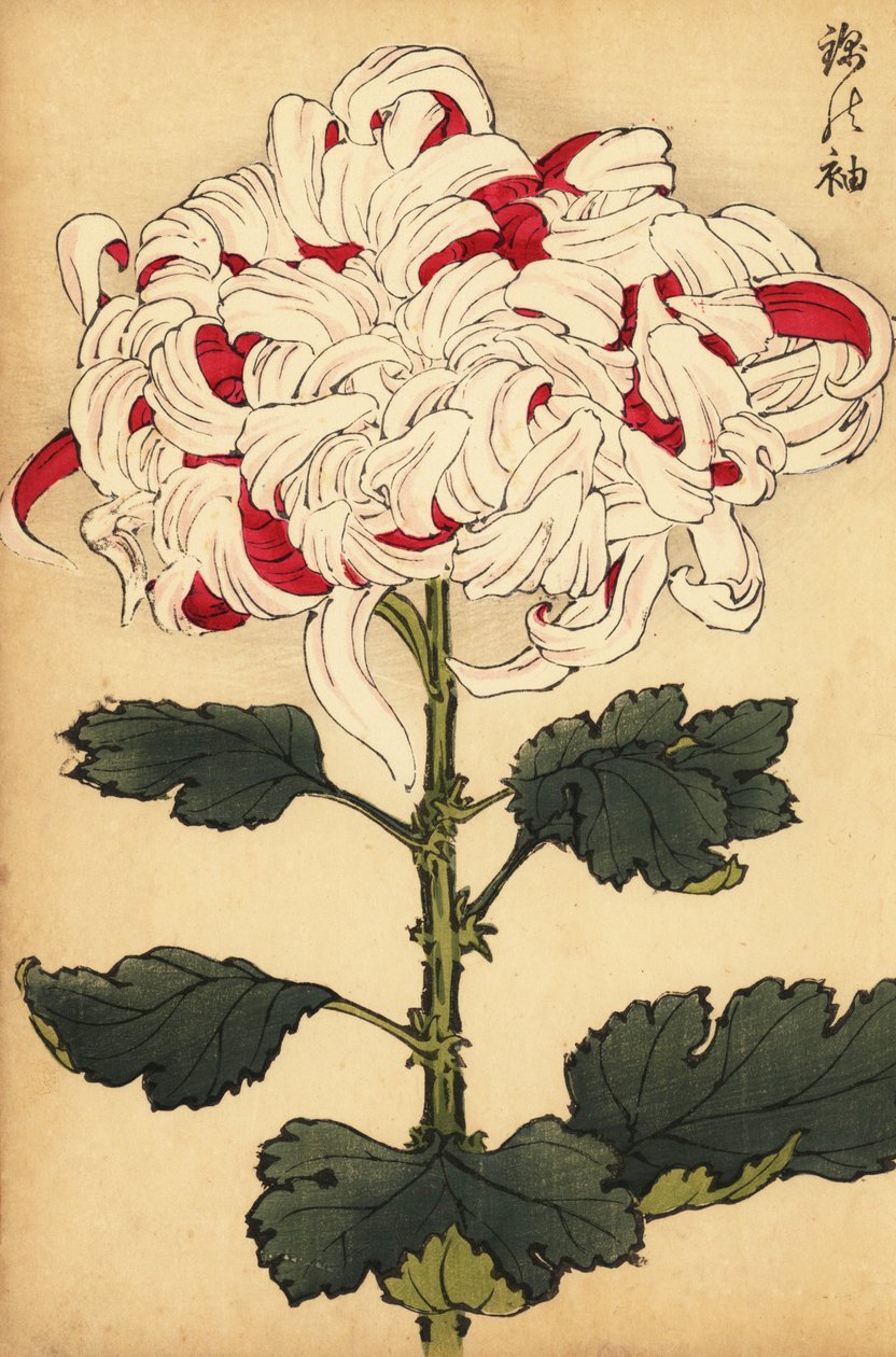 Hybride witte en scharlaken chrysant door Keika Hasegawa
