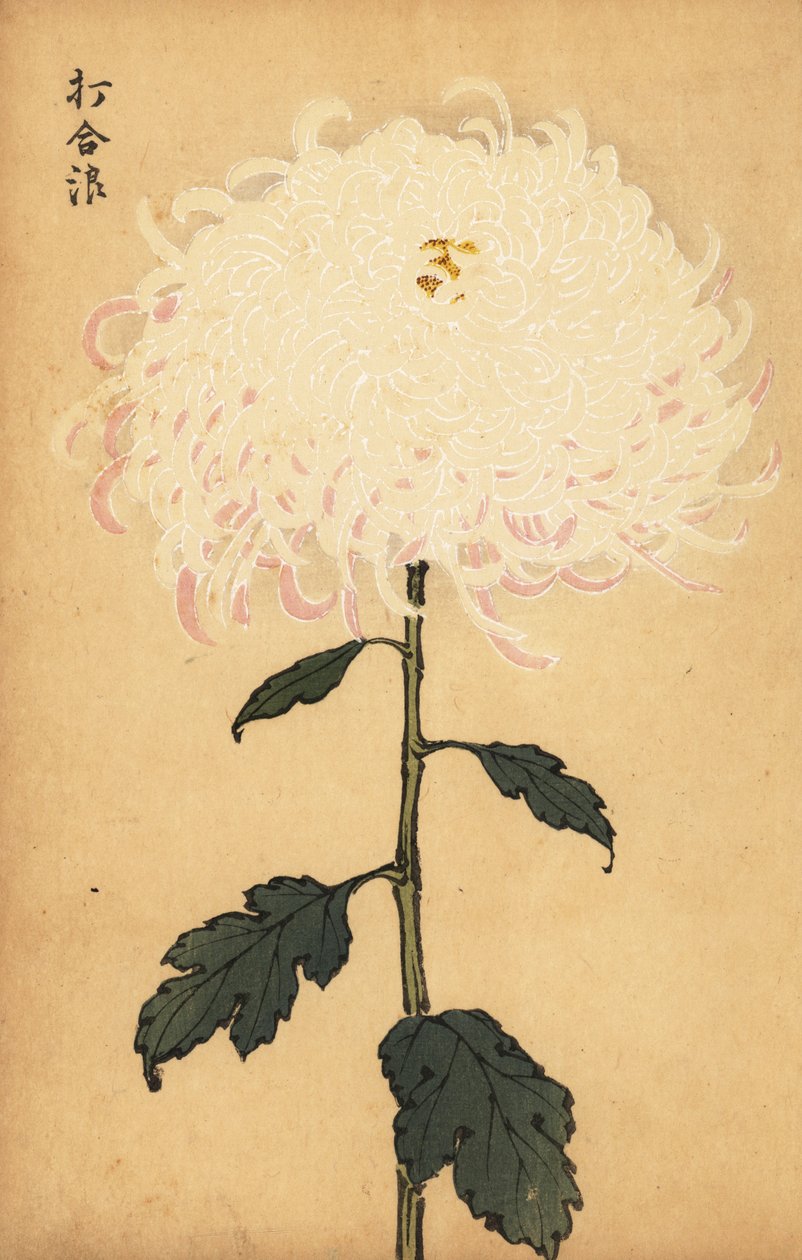 Hybride witte chrysant door Keika Hasegawa