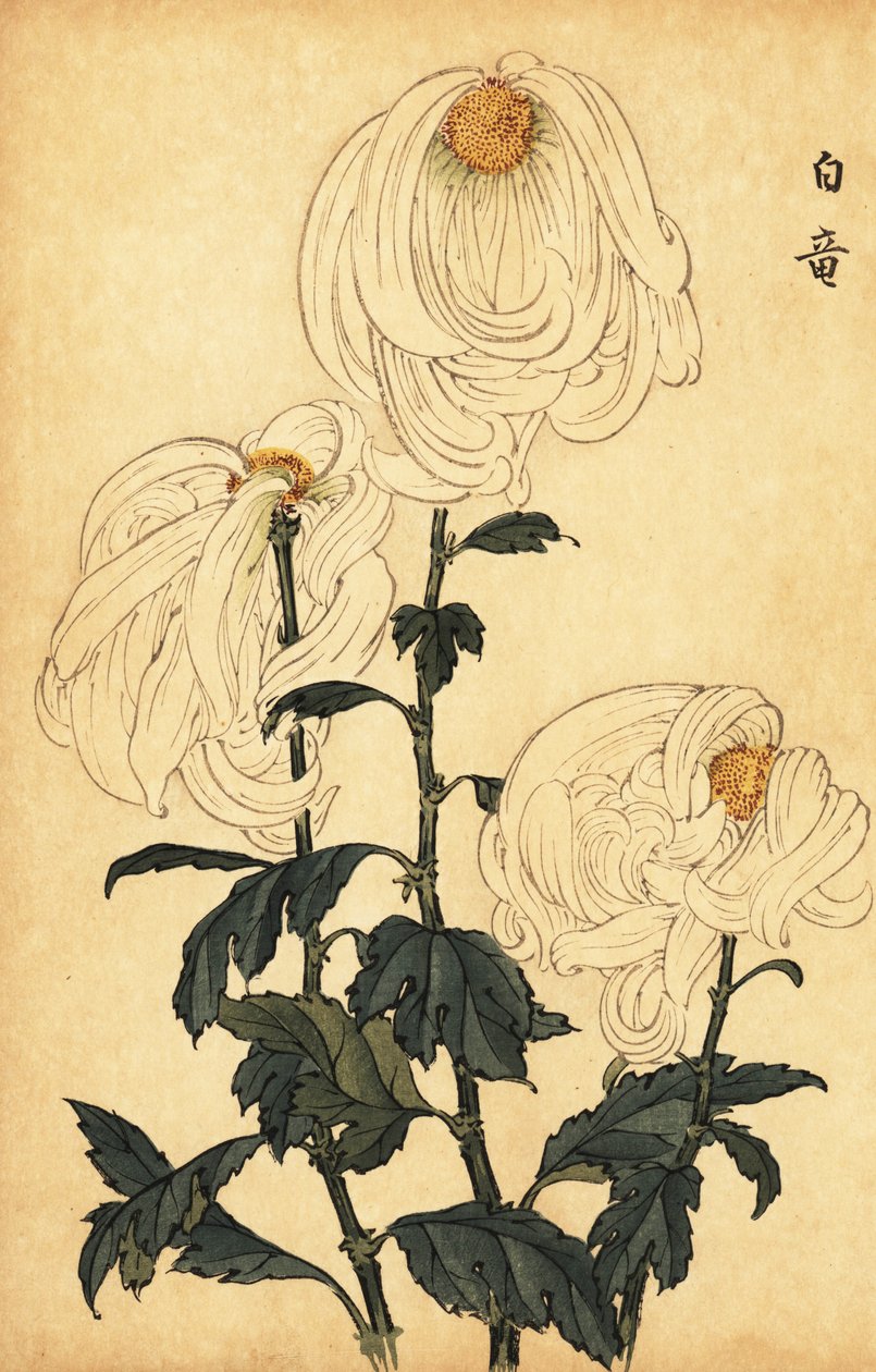 Hybride witte chrysant door Keika Hasegawa