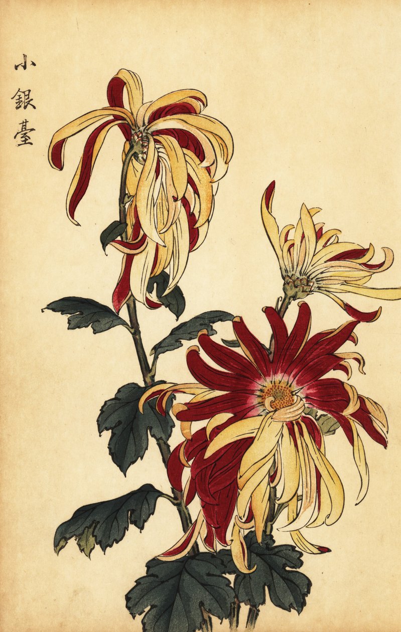 Hybride gele en karmozijnrode chrysant door Keika Hasegawa