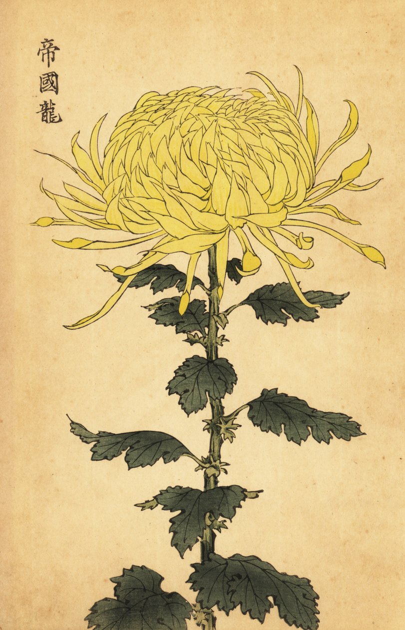 Hybride gele chrysant door Keika Hasegawa