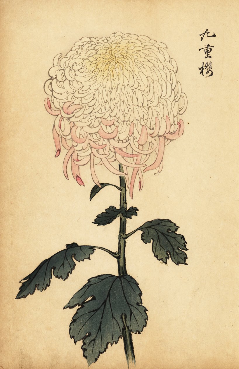 Bonte witte en roze chrysant door Keika Hasegawa