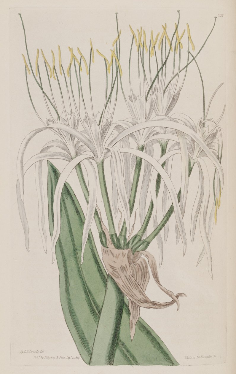 Hymenocallis caribaea door Ker Gawler