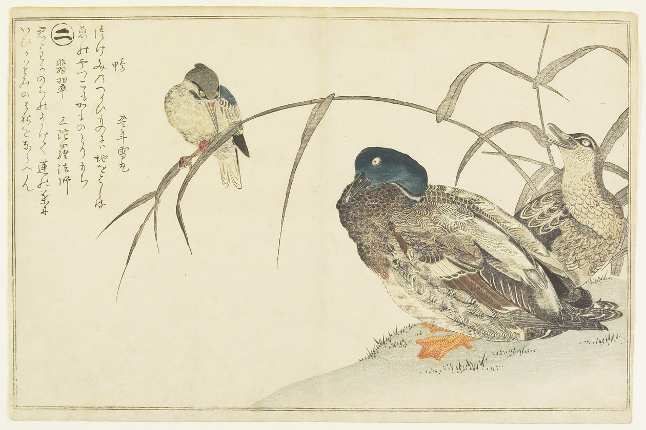 Wilde eenden en een ijsvogel door Kitagawa Utamaro