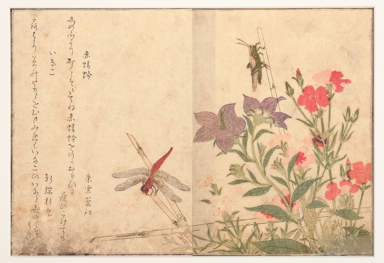 Rode libel en rijstsprinkhaan, 1788 door Kitagawa Utamaro