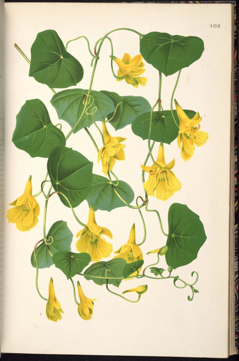 Tropaeolum pendulum door Klotzsch
