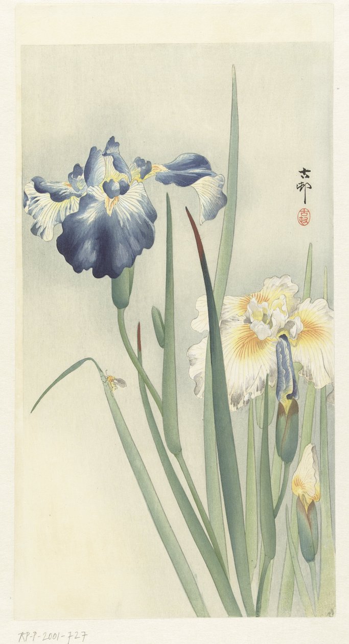 Iris door Ohara Koson