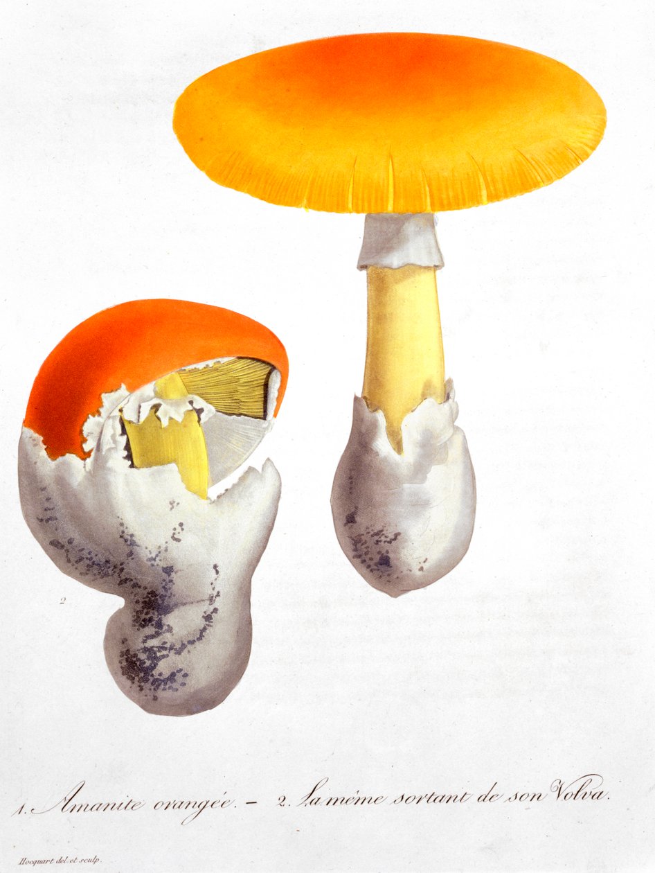 Amanita Caesaria Caesar