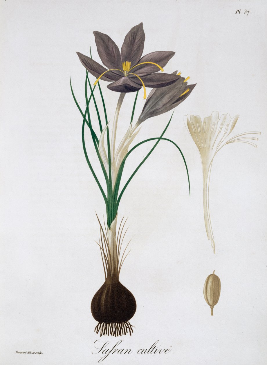 Saffraankrokus, 1821 door LFJ Hoquart