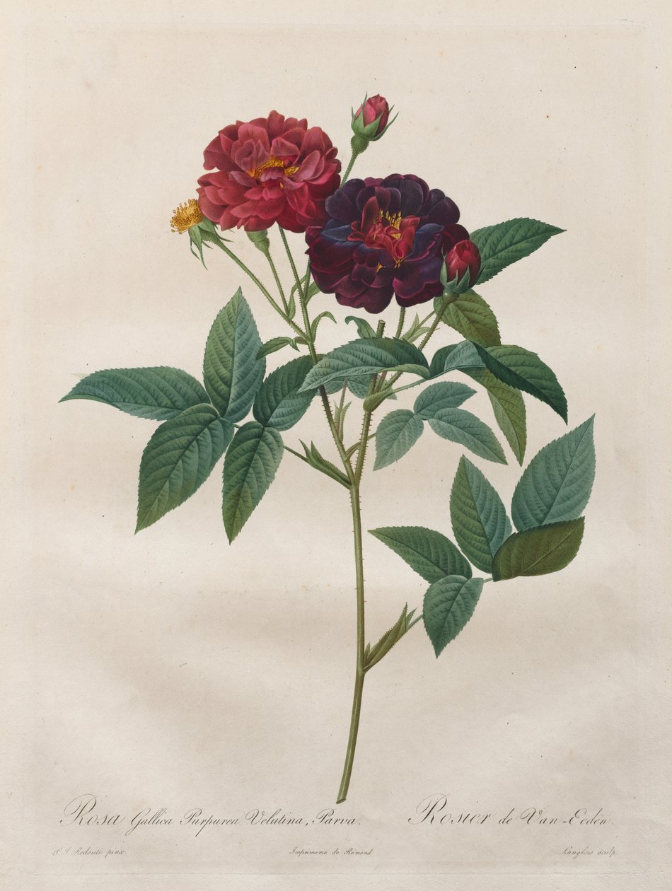 The Roses: Rosa Gallica Purpurea Velutina Parva door Langlois