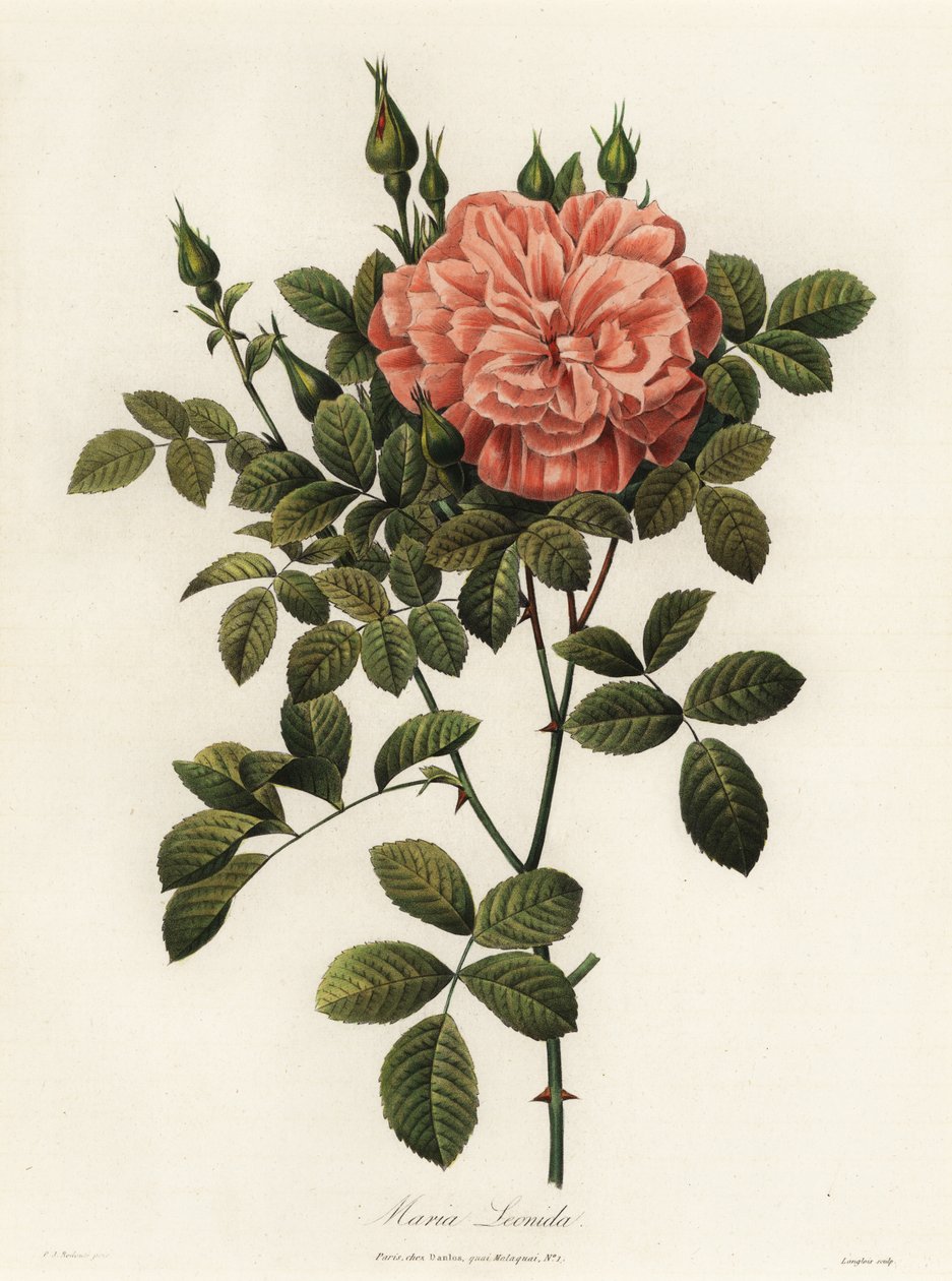 Maria Leonida, hybride roos, Rosa bracteata variëteit door Langlois Langlois