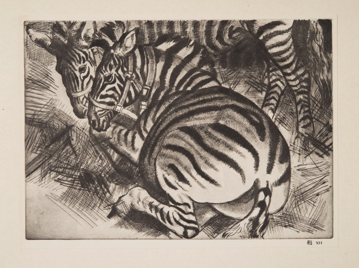 Zebra