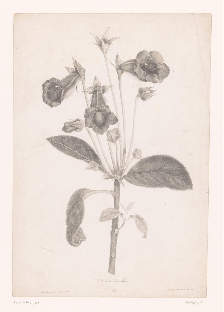 Gloxinia door Laure Devéria