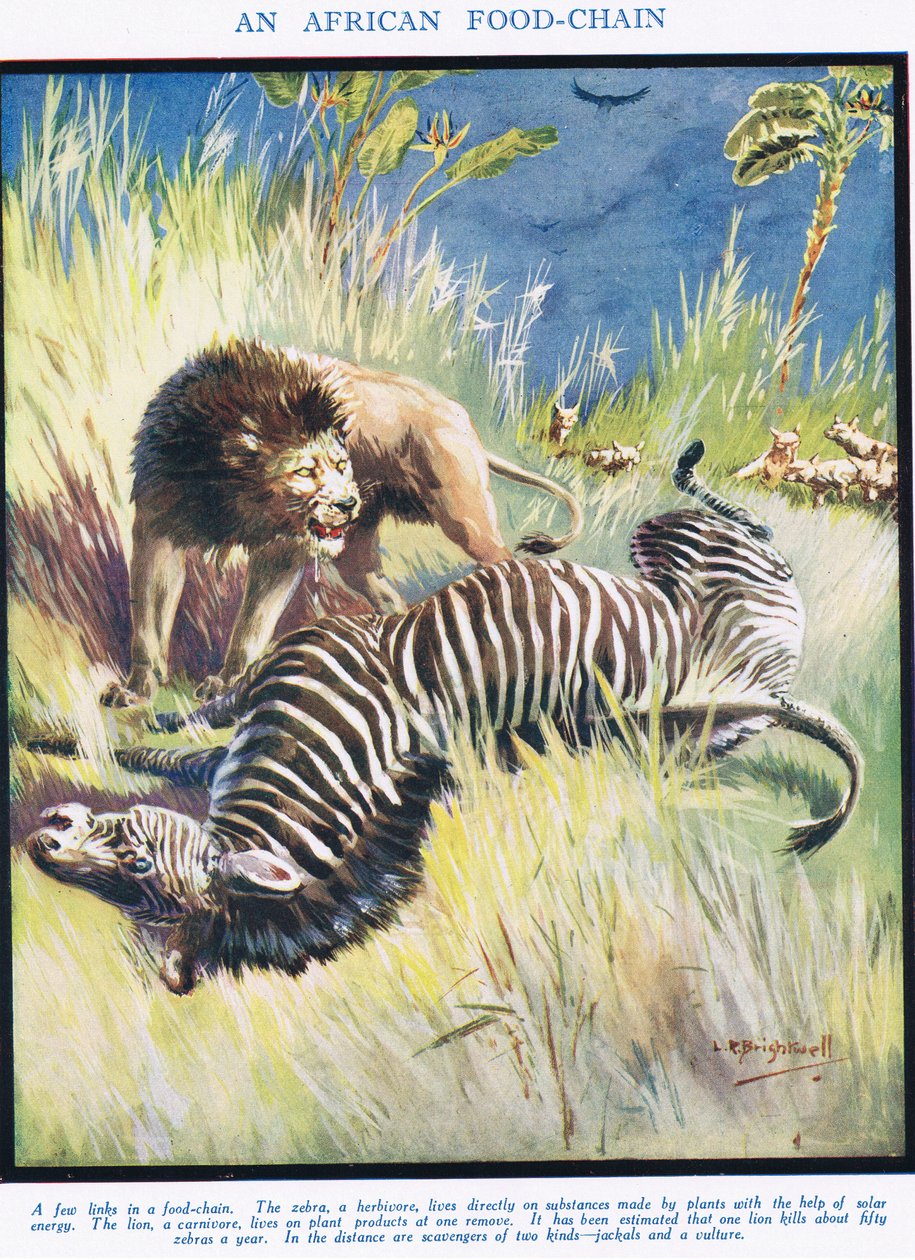 Een Afrikaanse voedselketen, illustratie uit 