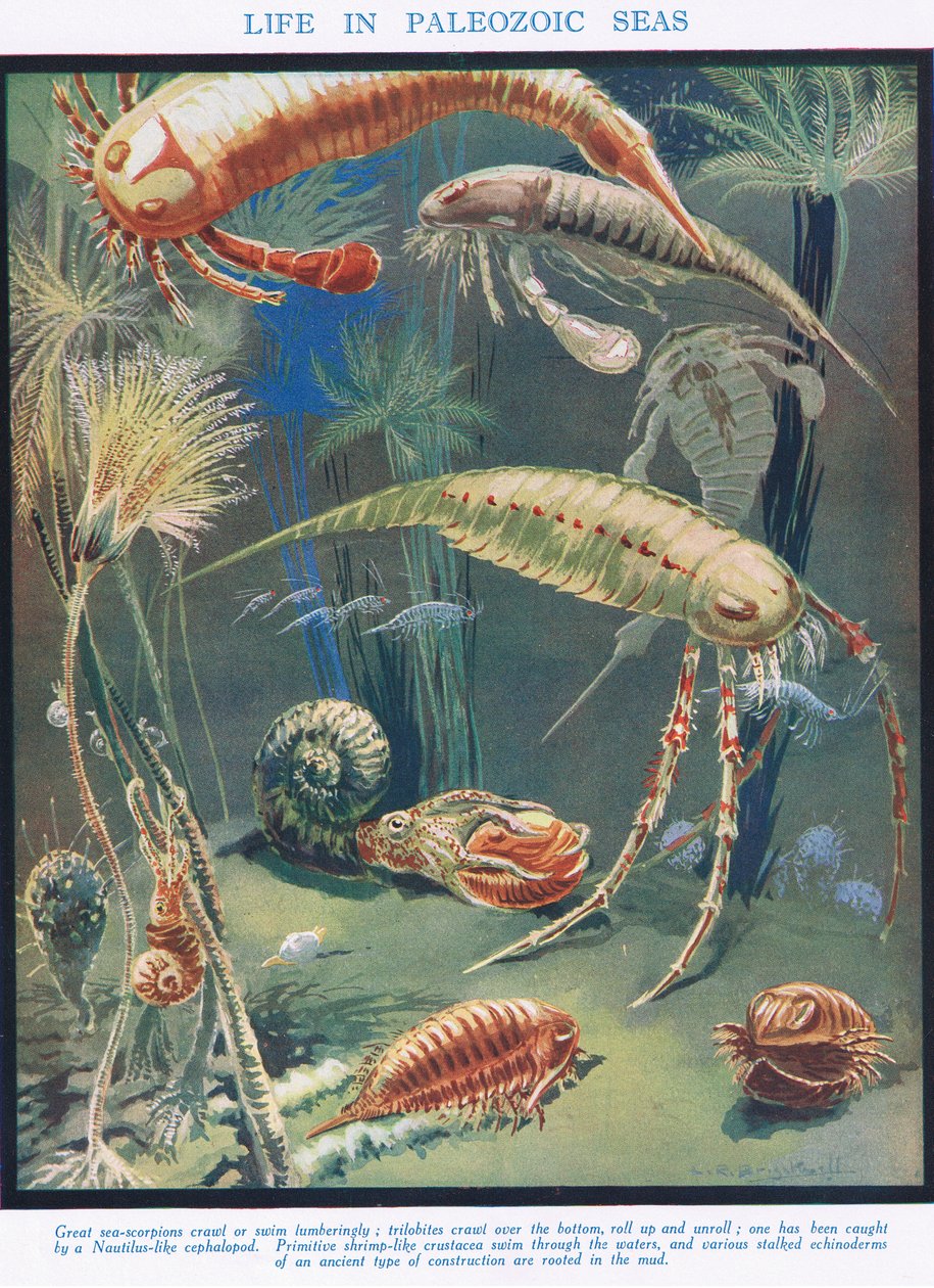 Leven in Paleozoïsche Zeeën, illustratie uit 