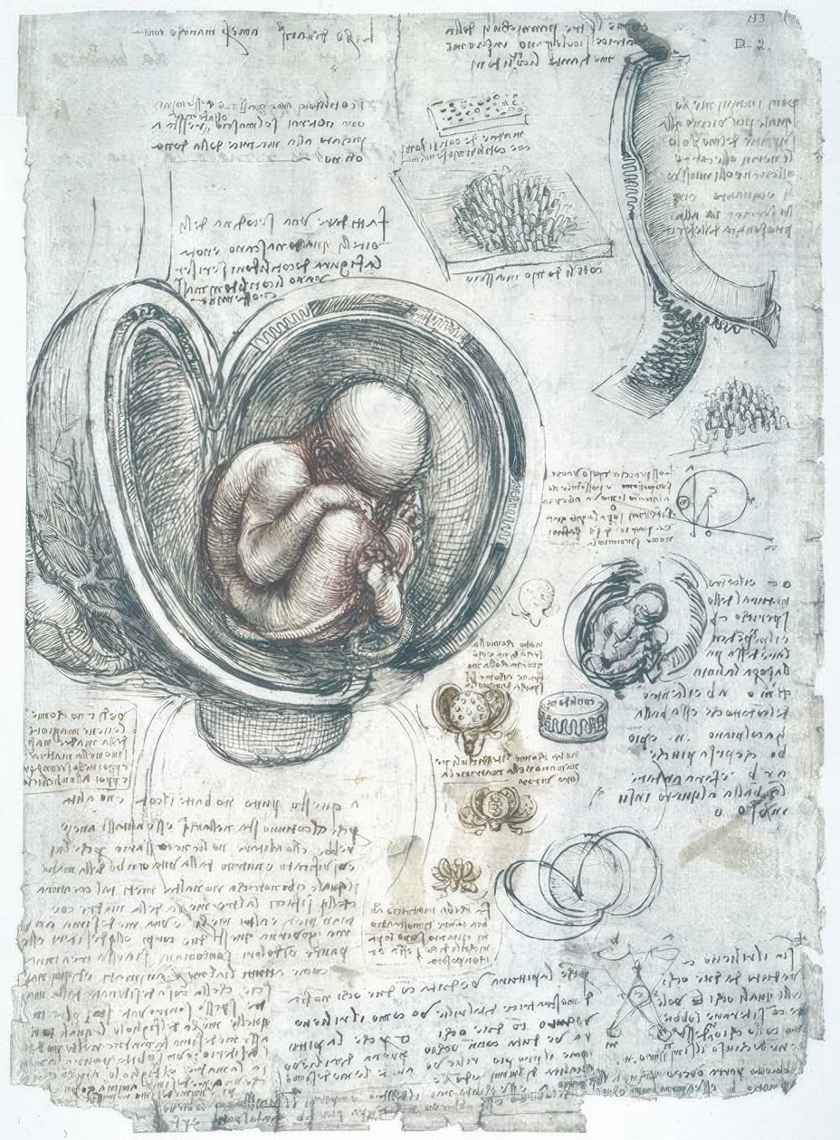 Anatomiestudies door Leonardo da Vinci